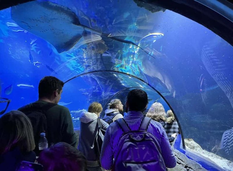 Londýnské oko a akvárium Sea Life